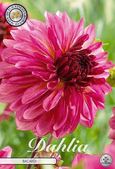 Dahlia Dekorativ Bacardi 1-pack